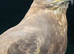 Male buzzard for sale