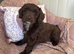 Cockapoo puppies fully vaccinated!