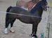 Sec c yearling colt