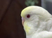 3 x baby budgies