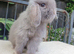 Baby boy minilop available next week.