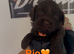 COCKAPOO PUPPIES LOOKING FOR HOME