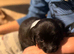Sprocker pups for sale