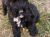 beautiful cockapoo puppies for sale