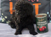 Only one Pup Left Ready 3-7-2026 from Extensively DNA & Health Tested Parents