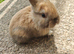 Mini rex x mini lop