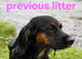 6 stunning working cocker spaniels