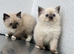 RAGDOLL MALE