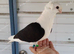 BLACK SADDLE GERMAN OWLS PIGEONS