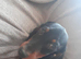 2 dachshund