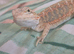 7 beautiful High End double Het Bearded Dragons