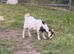 8month old Pygmy billy goat
