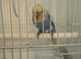 Beautiful Male Blue and White Baby Budgie