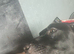 Loving dog