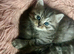 4 Stunning Kittens