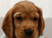 8 gorgeous golden and a tri-colour cocker spaniel puppies