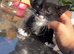 Kittens for sale