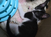 Lynx Ragdoll x Kittens 10 weeks old Ready for their forever homes!