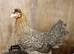 Cream Legbar.  Large fowl fertile hatching eggs
