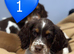 Cocker spaniel puppies