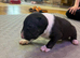 English bull terrier