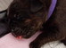 Cane Corso x Rottweiler puppies