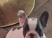 French bulldog 9 weeks old boy