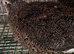 Japanese quails males