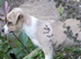 Last stunning boy Puppy Chihuahua left