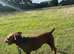 Beautiful chocolate patterdale terrier