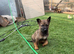 Czech shepherd puppies