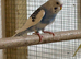 Baby budgies