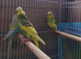 Young budgies