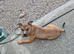 Staffy x presa canario