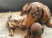 ️Miniature Dachshund Puppies