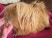Peruvian red lilac point boar 6 mths