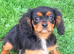Beautiful Cavalier King Charles puppies