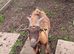 Female pigmy goats