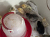 Chicks