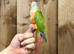 Pineapple conure