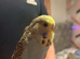 Budgies