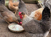 Mixed Pure Breed hatching chicken eggs - All Large fowl