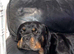 rottweiler stud