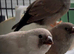 Zebra finches