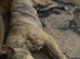 Cane corso cross presa canario