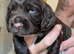 Cocker Spaniel Puppies