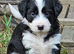 Handsome boy pups