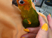 9 week old Male Sun Conure