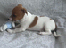 Gorgeous Jack Russel Puppies available, 4 Boys 1 Girl