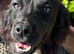 Black KC working cocker spaniel